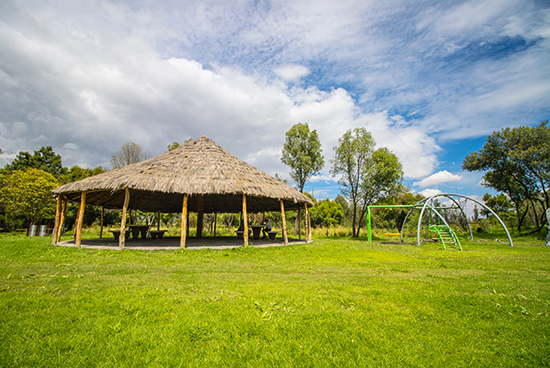 Palapas