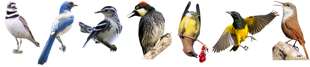 Pajaros