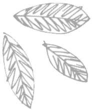 hojas