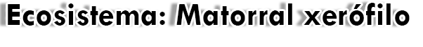 Matorral xerófilo