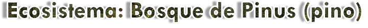 Pinus